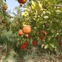 باغ انار|فروش زمین و ملک کلنگی|سلفچگان, |دیوار