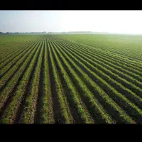 زمین کشاورزی