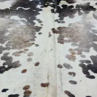 پوست تزیینی گاو|فرش|مشهد, هنرستان|دیوار