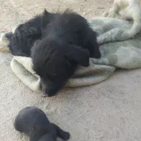 باسلام یک عدد سک بابچه