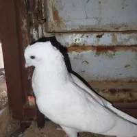 کبوترا سفید اراکی