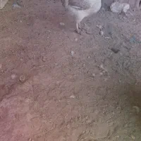 عوض مرغ با مرغ دیگه