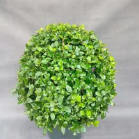یاس هلندی (طرح توپی)|گل و گیاه طبیعی|تهران, صادقیه|دیوار