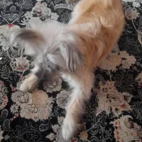 نژاد تریر|سگ|تهران, سلسبیل جنوبی|دیوار