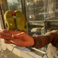 دنیا شاه طوطی ملنگو نر ماده دستی رام سخنگوچشم درشت|پرنده|تهران, استاد معین|دیوار