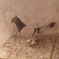 معاوضه ساعت با(کفتر سوسنی ماده هست فروشیه)