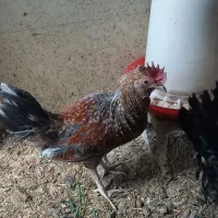 فروش خروس گلین
