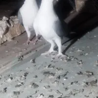 نروماده کرمانی|پرنده|زابل, |دیوار