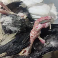 کبوتر کله ای گوره سرخ