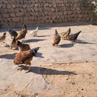 مرغ و وارگ و خروس سالم|حیوانات مزرعه|سرپل ذهاب, |دیوار