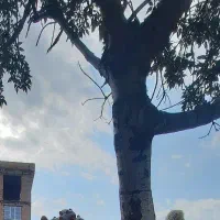 اجاره-خانه-کوچه-پنجم