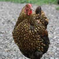 تخم نطفه دار جوجه مولد تمام نژادها حتما بخون