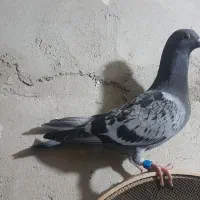 جوجه پلاکی ی بنده نر بوم ندیده