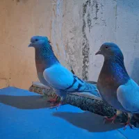 کفتر کاغذی اصفهانی