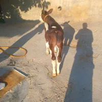 گوساله سیمینتال نر . اصیل