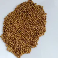 بذر یونجه مرغوب ایرانی و خارجی با بازدهی بالا