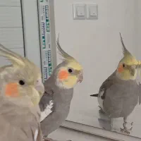 عروس هلندی جفت