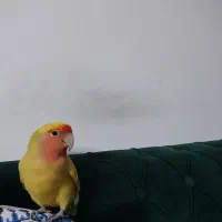 طوطی برزیلی