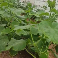 خیار گلخانه ای