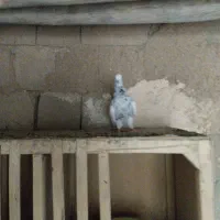 کبوتر کبوتر|پرنده|شاهین دژ, |دیوار
