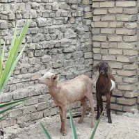 گوسفند نر و ماده
