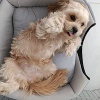 واگذاری لــوســی