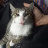 واگذاری رایگان|گربه|پرند, فاز ۵|دیوار