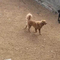 سگ گم شده
