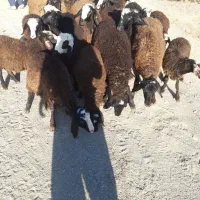 ۳۰راس بره شالی