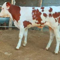 گاو|حیوانات مزرعه|شیراز, اصلاح‌نژاد|دیوار