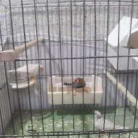 فنچ|پرنده|تهران, زرکش|دیوار