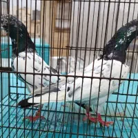 کبوتر پاکستانی به ضمانت پرش بالای ۱۲ساعت