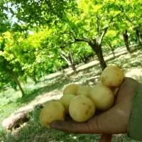 هدیه رایگان در دو دقیقه ۱۵۰تومان