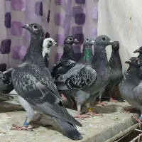 کبوتر جوجه پلاکی