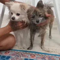 سگ پامرانین روباهی