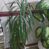 چهار عدد گل زیبا|گل و گیاه طبیعی|جوانرود, |دیوار