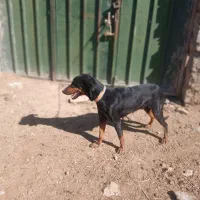 سگ دوبر من امریکایی|سگ|شاهین‌شهر, مسکن مهر|دیوار