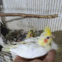 عروس هلندی سرلاکی نرمخور دونخور دستی نرماده بالغ|پرنده|شیراز, شهرک صدا و سیما|دیوار