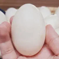 تخم اردک خانگی  درجه یک|خوردنی و آشامیدنی|تربتحیدریه, مظفریه|دیوار