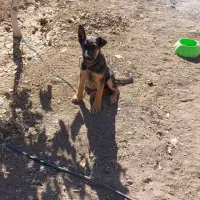 واگذاری توله سگ ژرمن اصل|سگ|کرمانشاه, |دیوار