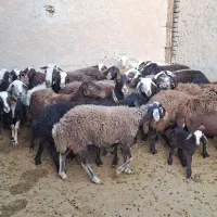 فروش ۳۰راس میش داشتی سالم جوان|حیوانات مزرعه|بروجرد, |دیوار