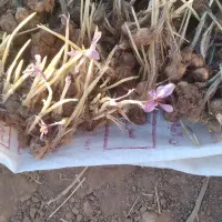 زمین کشاورزی یک هکتار