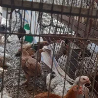 فروش خروس برهما قرمز ونیمچه برهما ومحلی و دورگه|حیوانات مزرعه|بهبهان, |دیوار