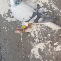 چب کبود نر بی عیب
