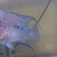 فلاور بالغ مولد|ماهی|ارومیه, |دیوار