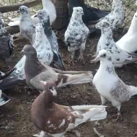 کفتر پرشی|پرنده|آستانه اشرفیه, |دیوار