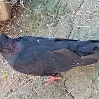 ی کبوتر نر زاغ آبادانی اصل