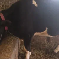 گاو|حیوانات مزرعه|نوشین شهر, |دیوار