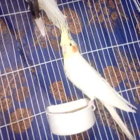 فروش یک عددعروس نر