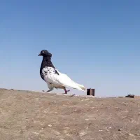 دو عدد کبوتر ماده|پرنده|تربت‌حیدریه, بهشت عسکری|دیوار